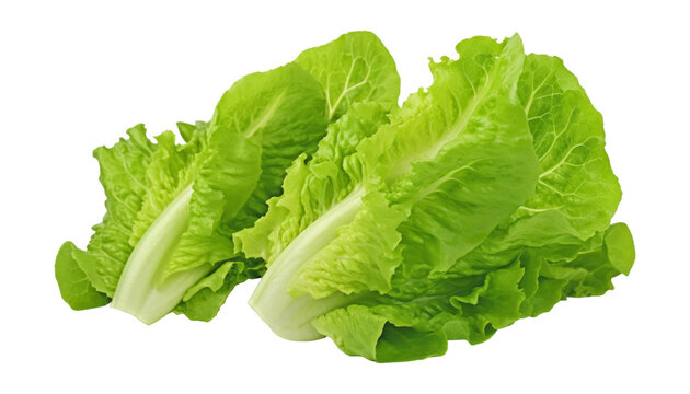 green lettuce isolated on transparent background cutout