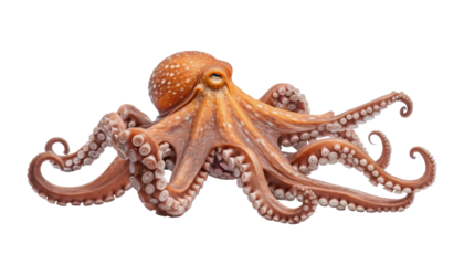octopus isolated on transparent background cutout