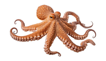 octopus isolated on transparent background cutout