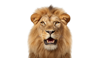 Fototapeta premium portrait of lion isolated on transparent background cutout