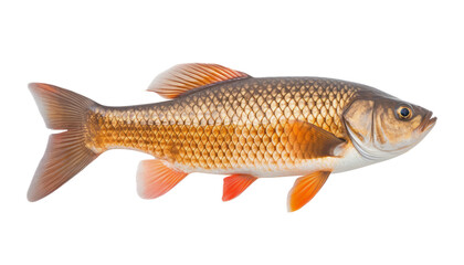 fish isolated on transparent background cutout