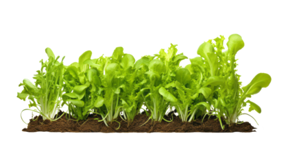 fresh green salad lettuce isolated on transparent background cutout