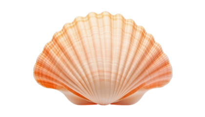 sea shell isolated on transparent background cutout