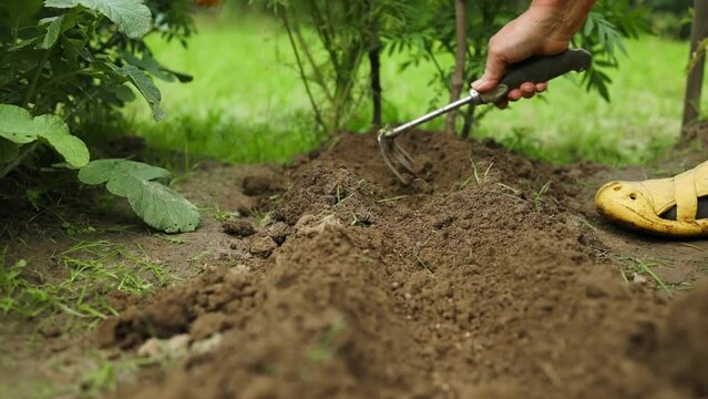 Removing weeds from onion garden with cultivator. Gardening, weeding, and working in garden concept. High quality FullHD footage