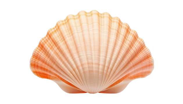 sea shell isolated on transparent background cutout