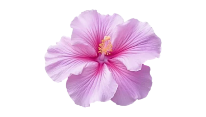 Poster pink hibiscus flower isolated on transparent background cutout © Papugrat