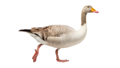 walk duck isolated on transparent background cutout