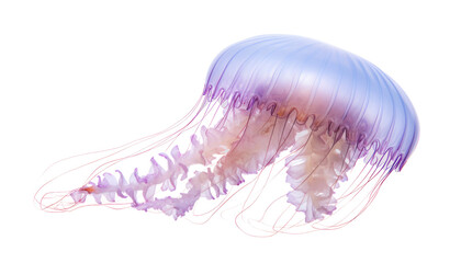 jellyfish isolated on transparent background cutout