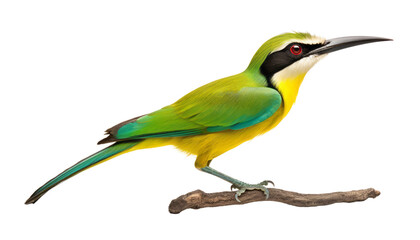 green yellow bird isolated on transparent background cutout