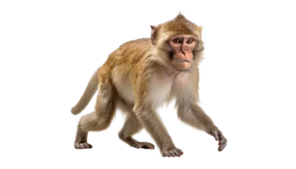 Fotobehang macaque isolated on transparent background cutout © Papugrat