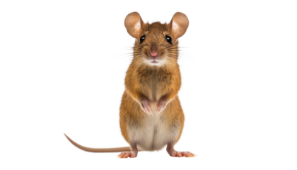 rat isolated on transparent background cutout