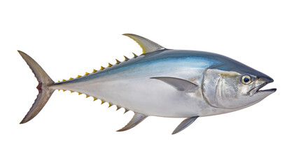 Fototapeta premium fish isolated on transparent background cutout