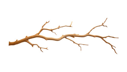 Fototapeta premium branch isolated on transparent background cutout