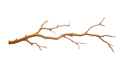 branch isolated on transparent background cutout