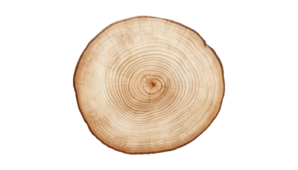 cross section of tree stump isolated on transparent background cutout