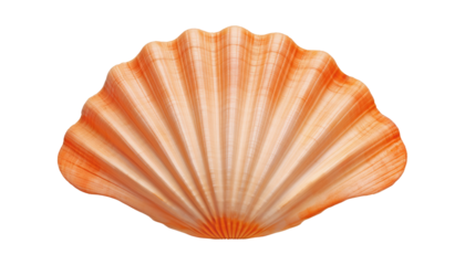 seashell isolated on transparent background cutout