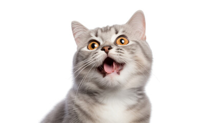 portrait of a cat isolated on transparent background cutout