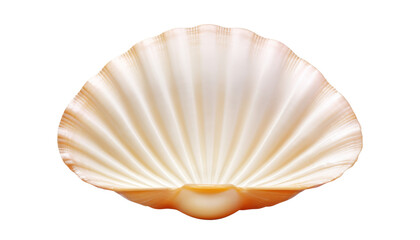 seashell isolated on transparent background cutout