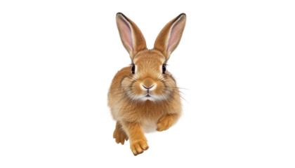 jump rabbit isolated on transparent background cutout
