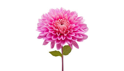pink dahlia flower isolated on transparent background cutout