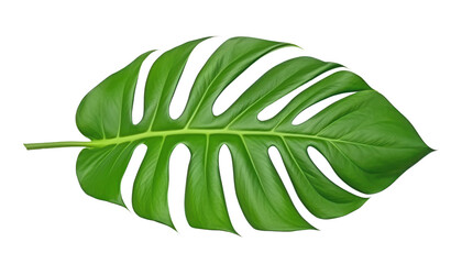 green leaf isolated on transparent background cutout