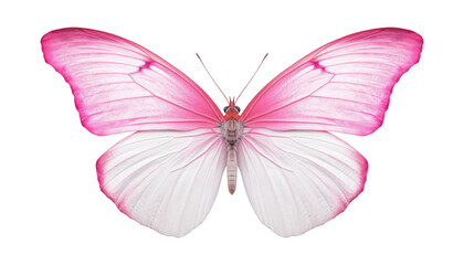 white pink butterfly isolated on transparent background cutout
