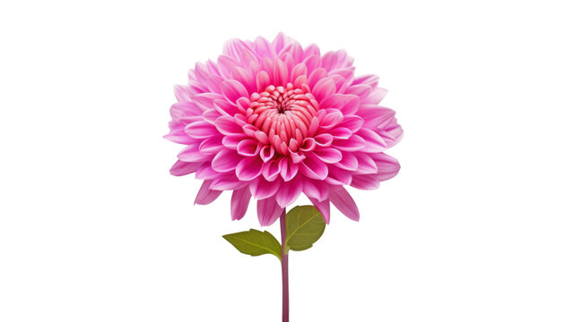 pink dahlia flower isolated on transparent background cutout