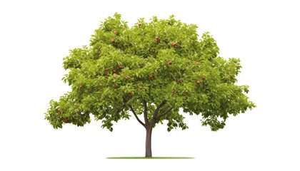 fruit tree isolated on transparent background cutout