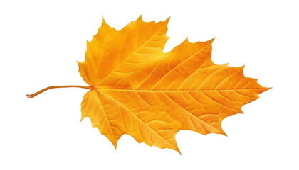 autumn maple leaf isolated on transparent background cutout