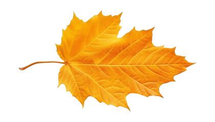 Obraz premium autumn maple leaf isolated on transparent background cutout
