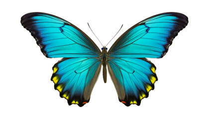Obraz premium blue butterfly isolated on transparent background cutout