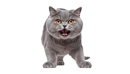 Obraz premium grey shorthair cat isolated on transparent background cutout