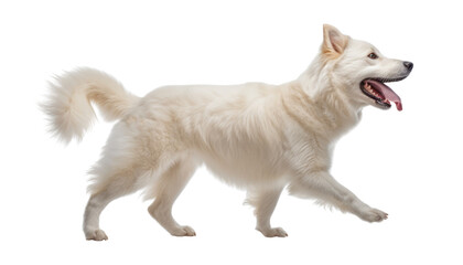 portrait of a walk white dog isolated on transparent background cutout - Powered by Adobe