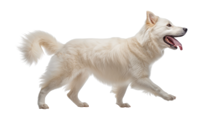 portrait of a walk white dog isolated on transparent background cutout
