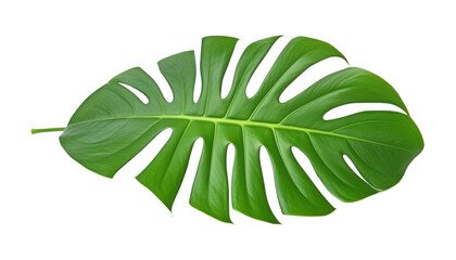 monstera green leaf isolated on transparent background cutout