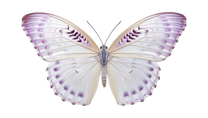 white purple butterfly isolated on transparent background cutout