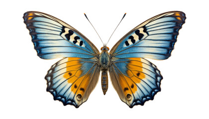 orange blue butterfly isolated on transparent background cutout