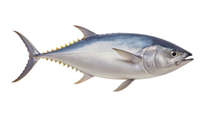Fototapeta premium sea fish isolated on transparent background cutout