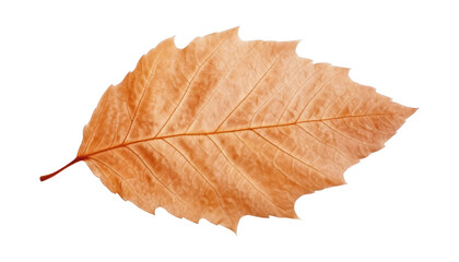 autumn leaf isolated on transparent background cutout