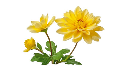 yellow flowers isolated on transparent background cutout