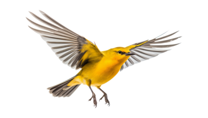 yellow bird isolated on transparent background cutout