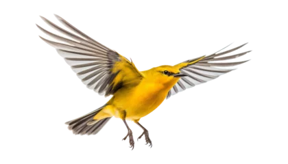 Foto op Plexiglas yellow bird isolated on transparent background cutout © Papugrat