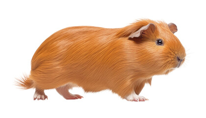 guinea pig isolated on transparent background cutout