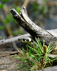  Black Lake is a lake located 3 km from the town of Žabljak in northern Montenegro. It is a glacial lake, located on the Durmitor mountain, at an altitude of 1,416 m. 