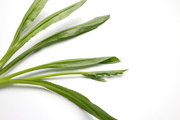 Obraz premium Ngo Gai leafs thai parsley fragrant herb condiment on white background