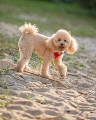 Playful happy toy poodle puppy was let off the leash to run and walk on the shore