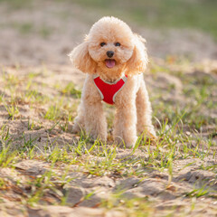 Playful happy toy poodle puppy was let off the leash to run and walk on the shore
