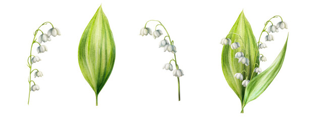 Watercolor set of lilies of the valley flowers isolated on white background. Spring hand painted illustration. For designers, wedding, decoration, postcards, wrapping paper, scrapbooking, covers, inv © Natalia