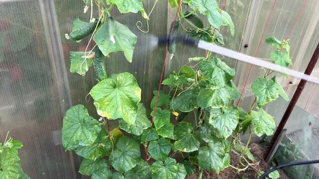 Spraying cucumber plants with chemicals in the garden. Protecting cucurbits from fungal diseases and pests with the pressure sprayer.