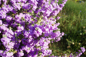 Langman's sage (Leucophyllum langmanae) in bloom in a garden on the French Riviera in August.